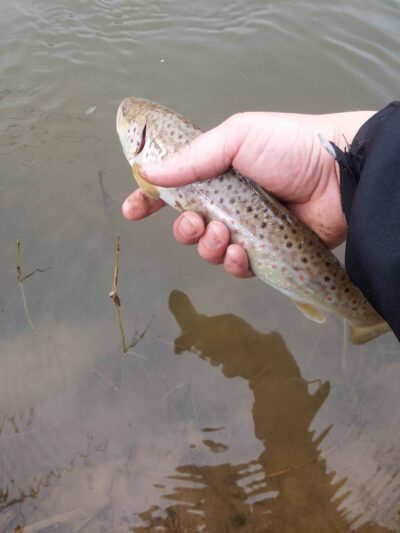 Brown Trout