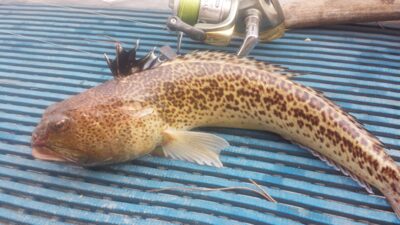 Eelpout, 0.7 kg — Mediterranean Sea