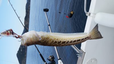 Eelpout, 0.3 kg — Mediterranean Sea