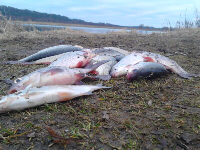 Roach, 0.3 kg — Neman River