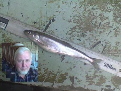 European smelt, 0.8 kg