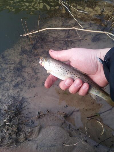 Brown Trout