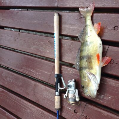 Eurasian perch, 1.1 kg