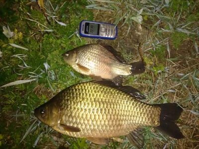 Prussian carp — Tverų