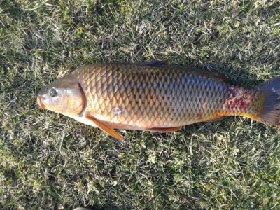 Carp, 3.1 kg