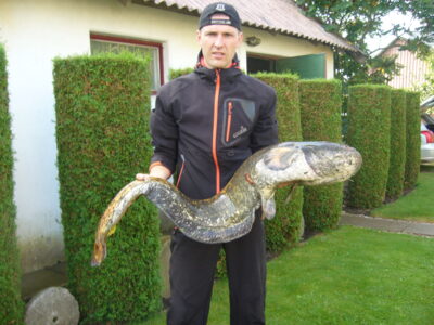 Wels catfish, 14.2 kg