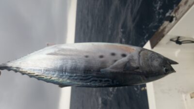 , 1.2 kg — Mediterranean Sea
