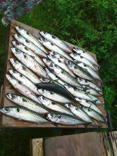 Mackerel
