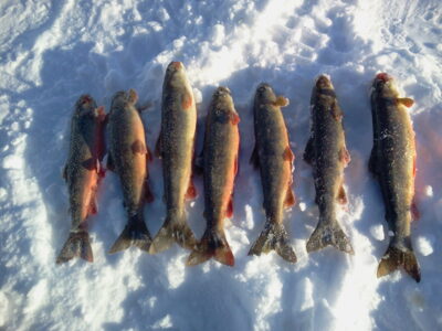 Brown Trout ×7 — Mehamn-elva