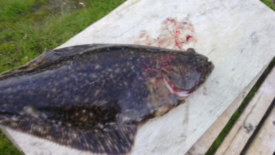 Turbot