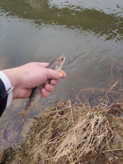 Brown Trout