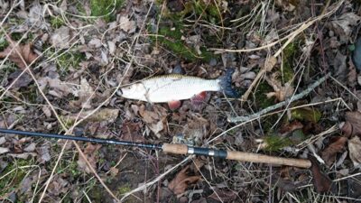 chub, 1.1 kg