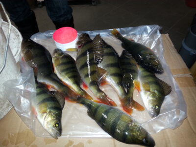 Eurasian perch ×9