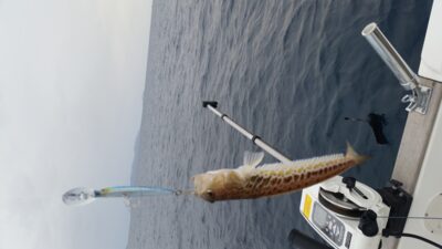 Eelpout, 0.2 kg — Mediterranean Sea