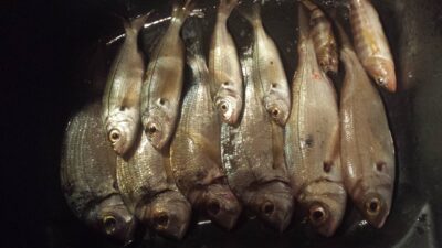 Mango tilapia, 0.3 kg — Mediterranean Sea