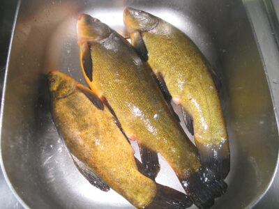 Tench ×3