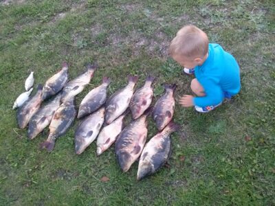 Mirror carp ×13