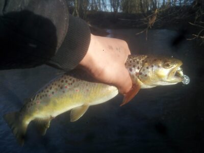 Brown Trout — Šešuvis