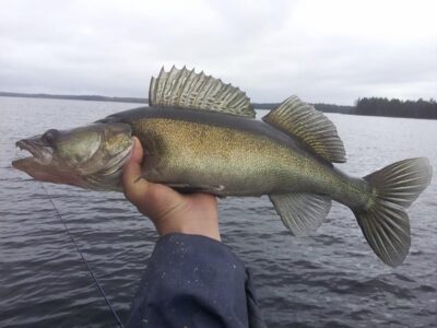 Pike perch, 3.3 kg