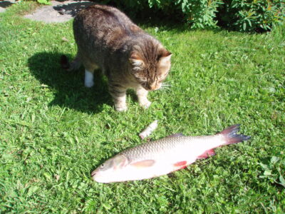 chub, 1.2 kg