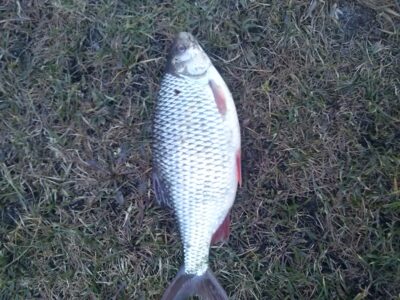 Rudd, 0.3 kg — Neman River