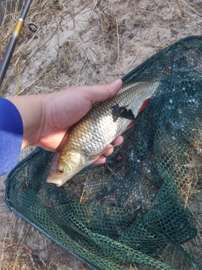 chub — Minija
