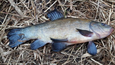 Tench