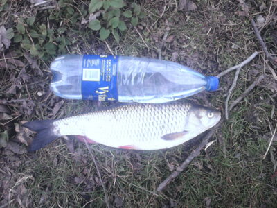 chub, 0.9 kg — Neris River