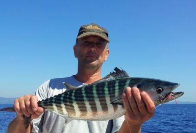 Oceanic bonito, 2.2 kg — Mediterranean Sea