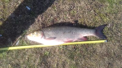 chub, 1.6 kg — Dubysa