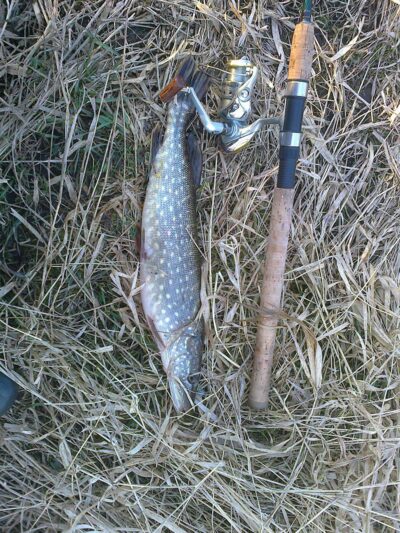 Northern Pike, 1.2 kg — Шешупе