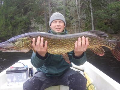 Northern Pike, 8.4 kg
