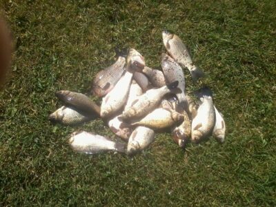Prussian carp ×20