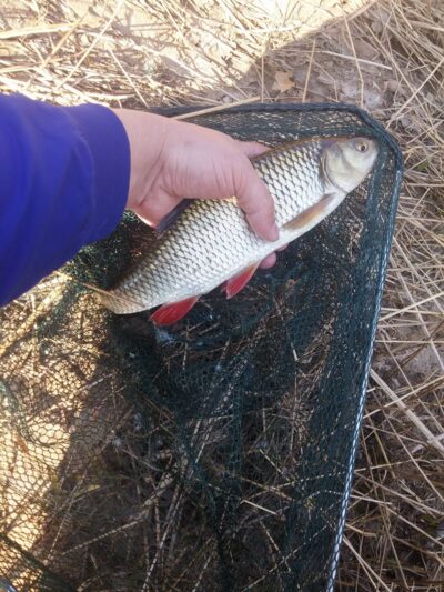 chub — Minija