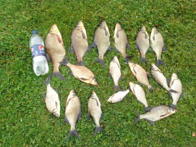 Carp bream ×16