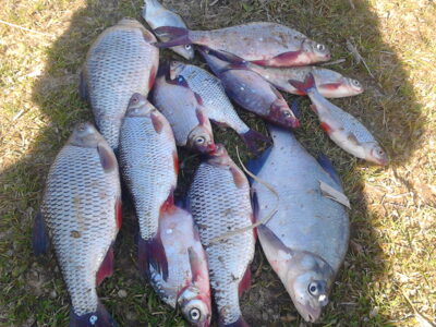 Roach ×12, 3.0 kg — Neman River