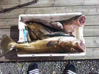 Atlantic cod, 4.0 kg