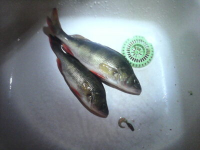 Eurasian perch, 0.1 kg — Neris River