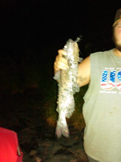 Channel catfish