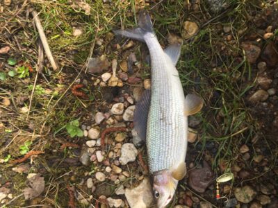 Grayling, 0.9 kg — Vilnia