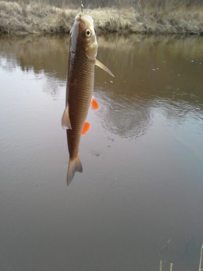 chub — Dubysa