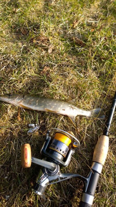 Northern Pike