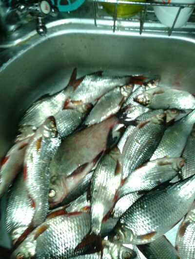 Roach ×30 — Didžiulis