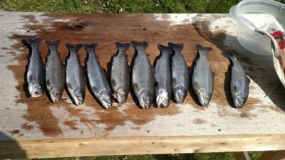 Silver Trout ×5