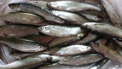 Bleak, 1.5 kg — Asveja