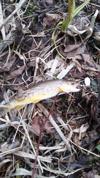 Brown Trout ×8