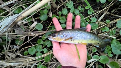 Ocean Trout