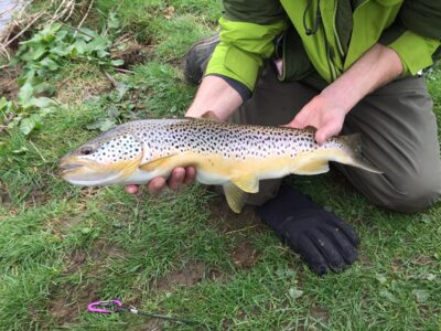 Brown Trout, 2.0 kg