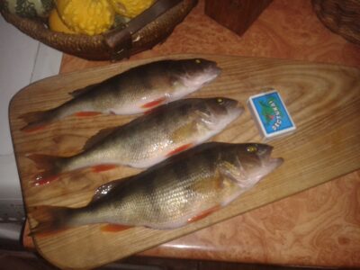 Eurasian perch ×3