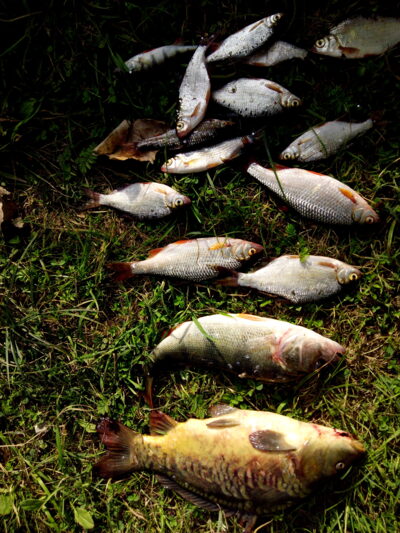 Eurasian perch, 0.9 kg